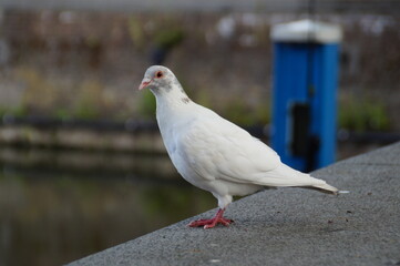 white pigeon on a stone