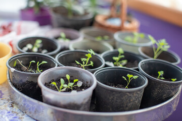 Seedlings of flowers in plastic pots. Prepare for spring planting season in garden.