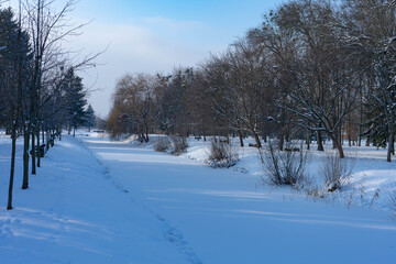snow covered trees
