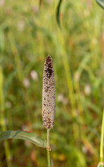 Halagere, Karnataka, India - November 6, 2013: Closeup of ripe finger millet stalk ready to be harvested. Faded green as backdrop.