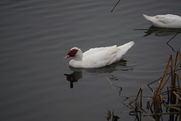 Wild white duck on a lake