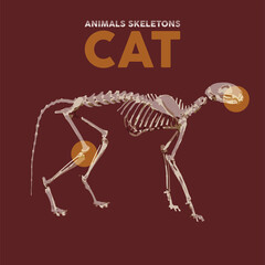 Cat Animals Skeletons