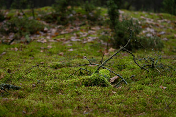 bright green meadow in the forest covered with moss