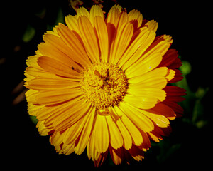 Yellow Daisy