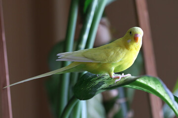 parrot yellow home on a flower