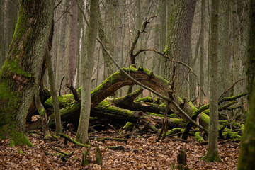 incredibly beautiful old fallen trees, winter day