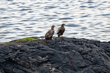 Seaeagle sitting on rocks next to the sea