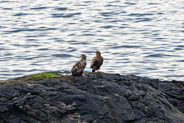 Seaeagle sitting on rocks next to the sea