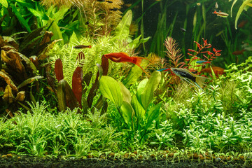 A green beautiful planted tropical freshwater aquarium with fishes,zebra angelfish pterophyllum...