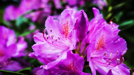 Amazing purple color of a wonderful flower in the forest of England