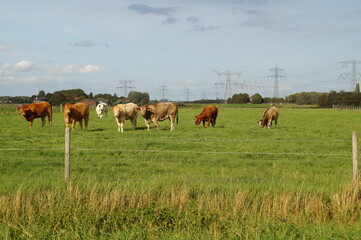 cows in the field
