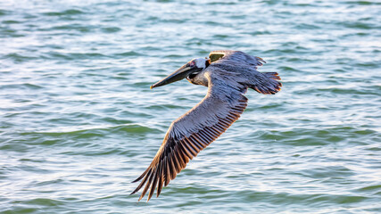 Pelican gliding over water with open wings