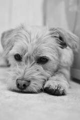 portrait mongrel dog