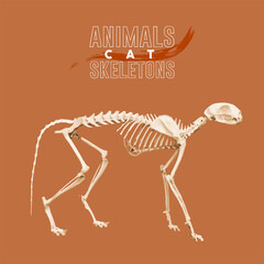 Cat Animals Skeletons orange