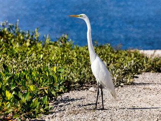 Great egret standing by the shore of National Wildlife Refuge