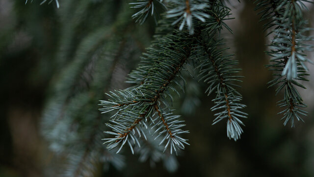 beautiful green twigs of an evergreen Christmas tree