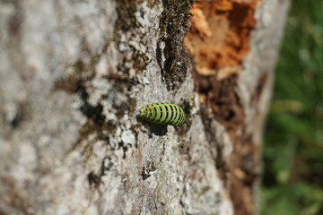 Green caterpillar climbing on the tree