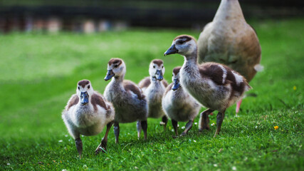 Small family of wild ducks