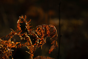 dry fern with warm sunbeams, winter day