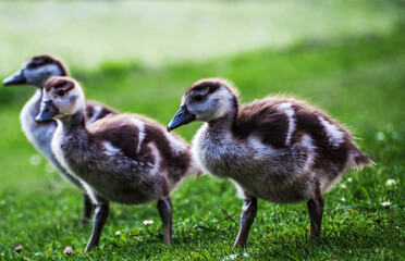 Small family of wild ducks