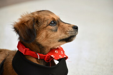 portrait mongrel dog