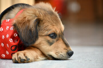portrait mongrel dog