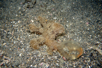 Baumschnecke Melibe spec.
