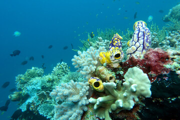 Goldseescheide Polycarpa aurata