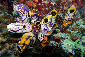 Goldseescheide Polycarpa aurata