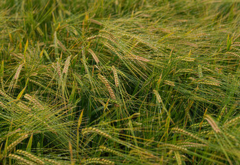 close up of grass © sanna