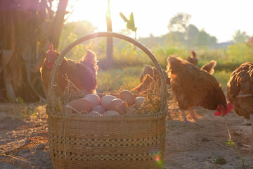fresh eggs in a wooden basket at chicken coop in the morning sunrise.  © ANEK