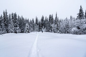 Person walking through snowy, snow covered winter wonderland landscape in northern Canada with icy trail, spruce trees and cloudy day above, 