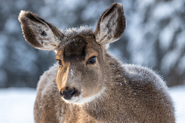 	
Adorable mule deer looking directly at the camera with snow covered face and large, huge ears. Taken in winter season with white background.