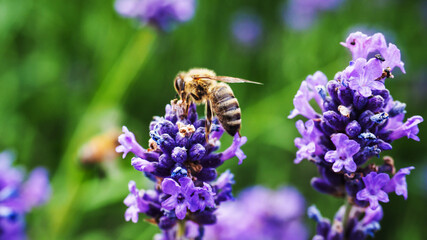 Colorful lavender field full of beesamazing, animal, aromatherapy, background, beautiful, beauty, bee, bees, bloom, blooming, blossom, blue, botany, bugs, closeup, color, colorful, field, floral, flow