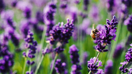 Colorful lavender field full of beesamazing, animal, aromatherapy, background, beautiful, beauty, bee, bees, bloom, blooming, blossom, blue, botany, bugs, closeup, color, colorful, field, floral, flow