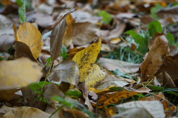 Autumn foliage