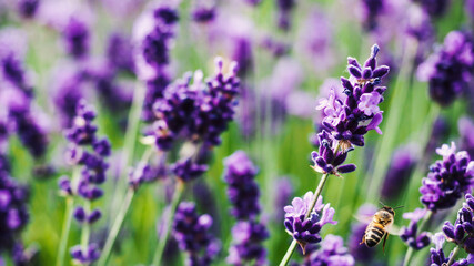 Colorful lavender field full of bees