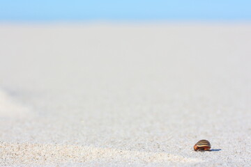 Colorado potato beetle, ten-striped spearman, the ten-lined potato beetle, or the potato bug, is a major pest of potato crops, Leptinotarsa decemlineata abandoned on the sandy beach