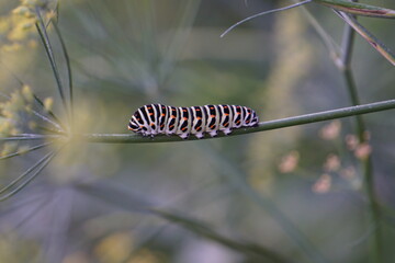 Striped caterpillar