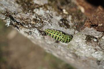 Green caterpillar