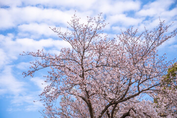 長崎平和公園の桜に青空