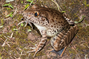 Endangered Giant Barred Frog from Australia