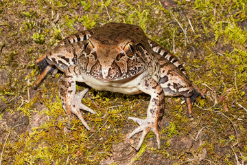 Endangered Giant Barred Frog from Australia