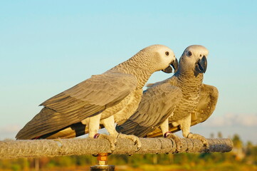 A pair of African Grays parrots sit on a branch.