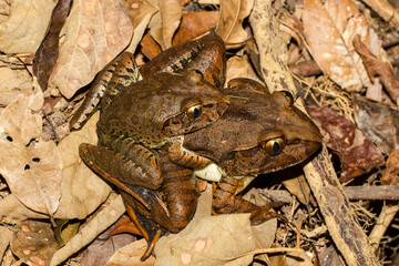 Giant Barred Frogs in amplexus