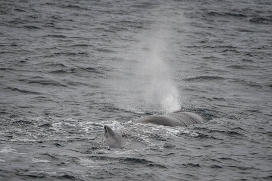 Back of a sperm whale in haze in north Norway © Friethjof
