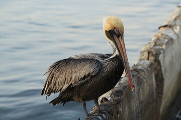 pelican swimming in the ocean