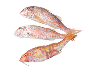 Three fresh red mullet fish