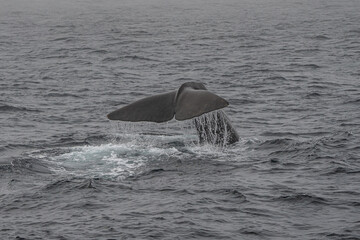 Fin of a sperm whale in north Norway