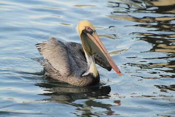 pelican swimming in the ocean